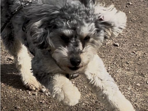 Schwarzer und grauer Hund, der energetisch über einen Weg springt.